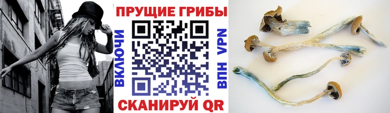 купить наркоту  Среднеколымск  Галлюциногенные грибы Psilocybine cubensis 